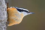 Red-breasted Nuthatch_52825